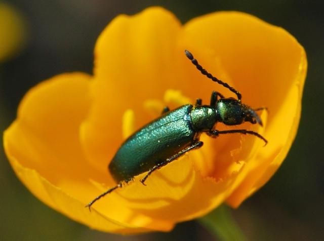 green metallic beetle